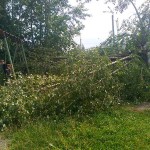 Ураганный ветер в Серове сломал тополя и повредил линии электропередач