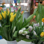 Весенние тюльпаны, прекрасный подарок к 8 марта