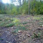 Освоение лесов остается экстенсивным и, по существу, советским