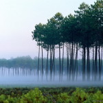 Лесопользователи Серова задолжали за аренду лесных участков почти 19 миллионов рублей