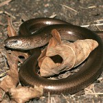 В Серове садоводы обнаружили змей. Ядовитых или нет – пока неизвестно