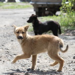 Серовчане сообщают о массовом заражении «чумкой» бездомных собак