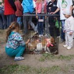 25 августа в Серове прошла благотворительная акция в помощь бездомным животным «Открой свое сердце». 