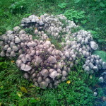 Так грибы выглядели в пятницу, 6 сентября. Фото: Екатерина У.