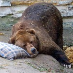 Медведей можно не бояться - они все спят. Фото: с сайта www.avanturist.org