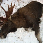 В Серове возбуждено уголовное дело по факту незаконной добычи лося. Полиция изъяла порядка 100 килограммов мяса животного