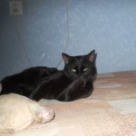 Кот, названный Марселем, черный, гладкошерстный, с крохотным белым пятном на груди. На вид 8-10 месяцев. Разумный, спокойный, воспитанный. Был найден в коридоре железнодорожной больницы. Фото: Ольга Голяшева.