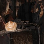 По словам Веры Николаевны, в пожаре погибло много домашних животных. Те, что остались в живых, не спешат покидать обжитое место. Фото: Константин Бобылев, "Глобус",
