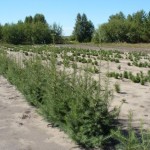 С начала года в СЕровском лесничестве засадили саженцами засадили 3 гектара. Фото: с сайта www.promwood.com.