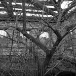 В деревне большинство домов давно заброшены. Внутри одного из них растет дерево, его ветви уже выглядывают из окон и прогнившей крыши. Фото: Константин Бобылев, «Глобус"