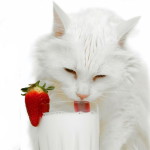 Угостите сегодня свою кошку или кота чем-нибудь вкусненьким! Фото:mybritishcat.ru