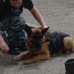 Причастность подозреваемого подтвердила полицейская служебно-розыскная собака Парма. Фото: полиция Серова