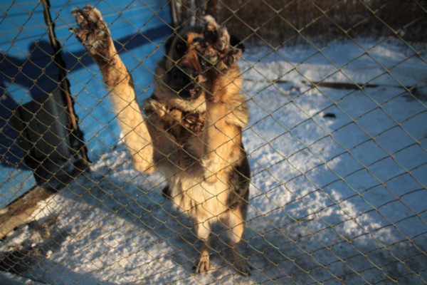 Служебная собака Дина.