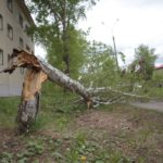 Упавшее дерево перекрыло тротуар. Фото: Константин Бобылев, "Глобус".